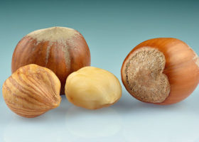 An-image-of-ripe-halelnuts