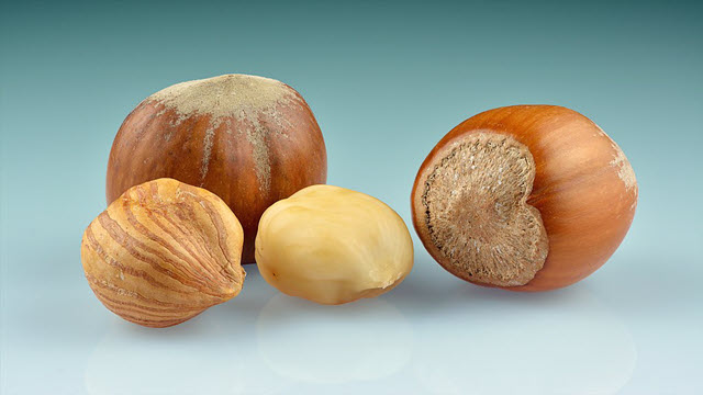 An image of ripe hazelnuts