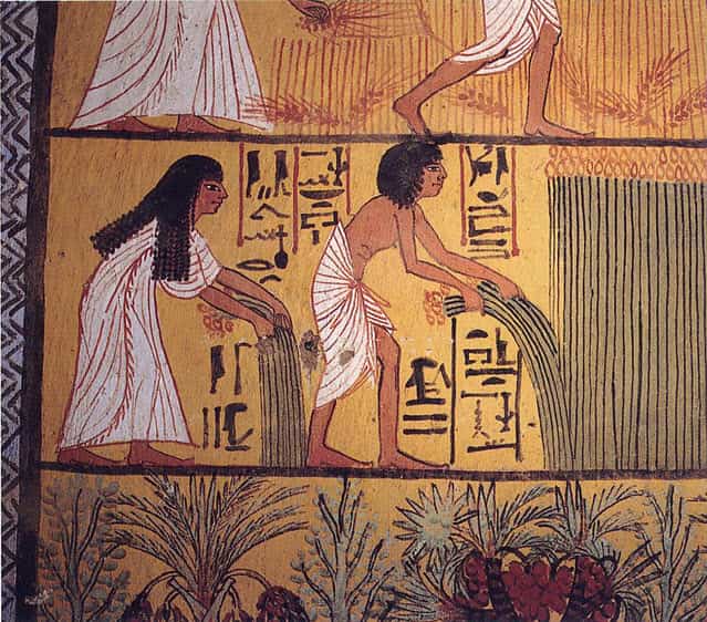 A picture showing Ancient Egyptian growing grains and vegetables