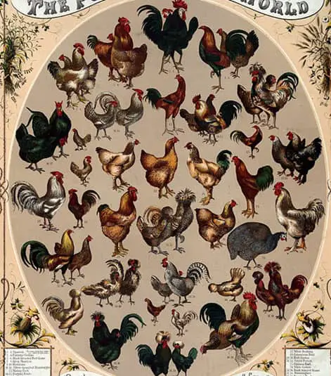 An image depicting poultry production
