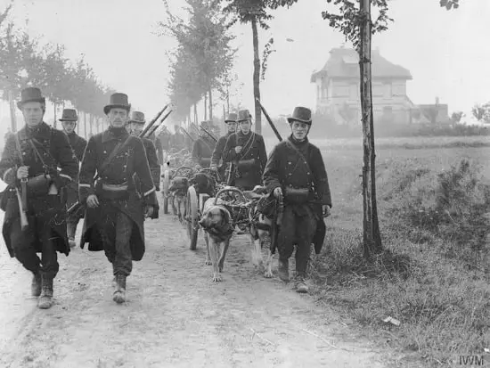 Belgian troops, with machine guns pulled by dogs, during the Battle of the Frontiers